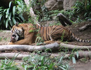 Au coeur du zoo le plus beau du monde
