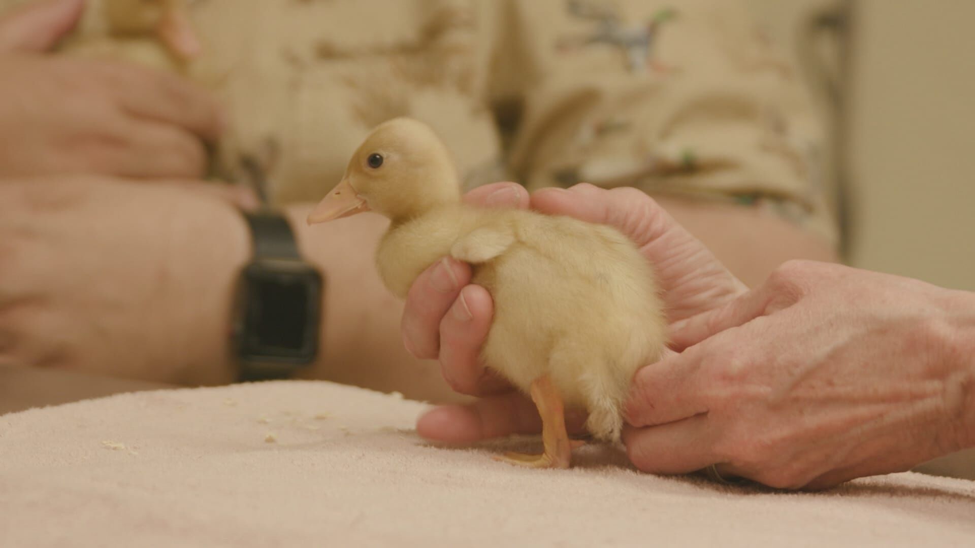 Animal Farm Michigan – Zuflucht für Tiere