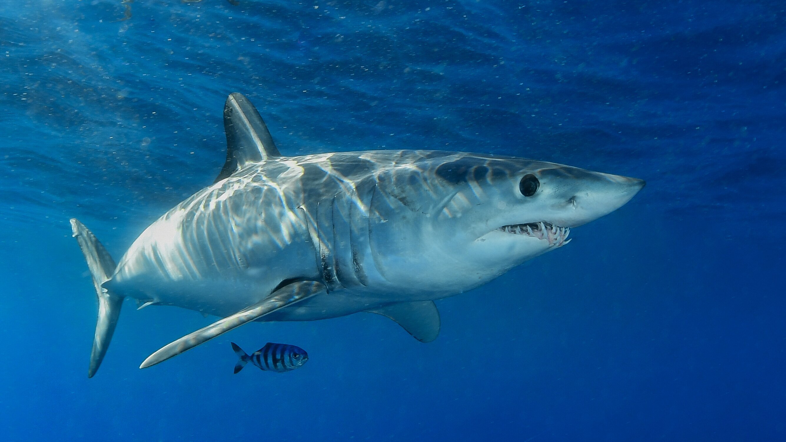 Sharksploitation