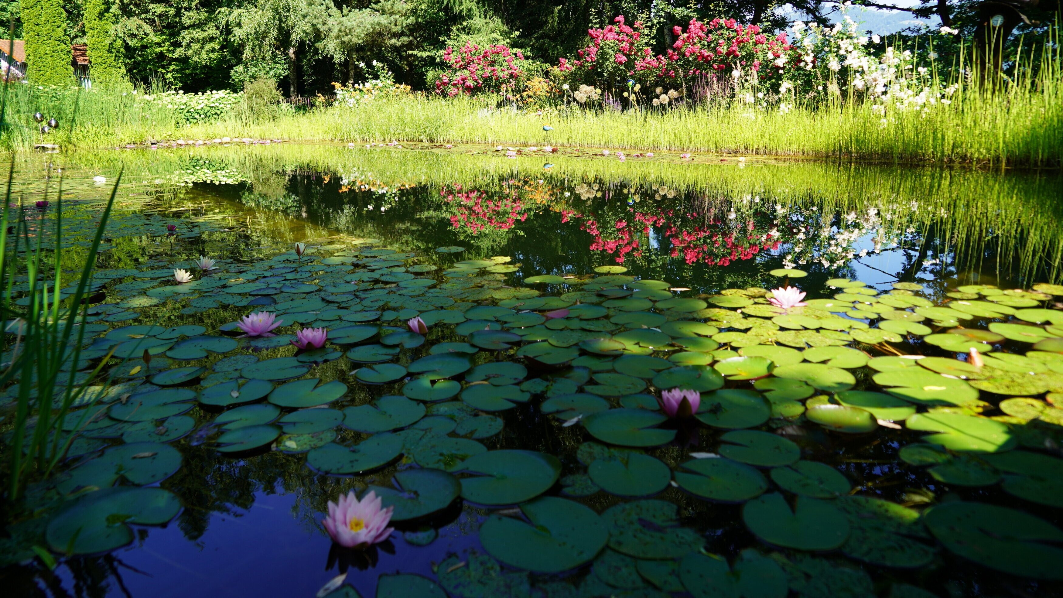 Natur im Garten