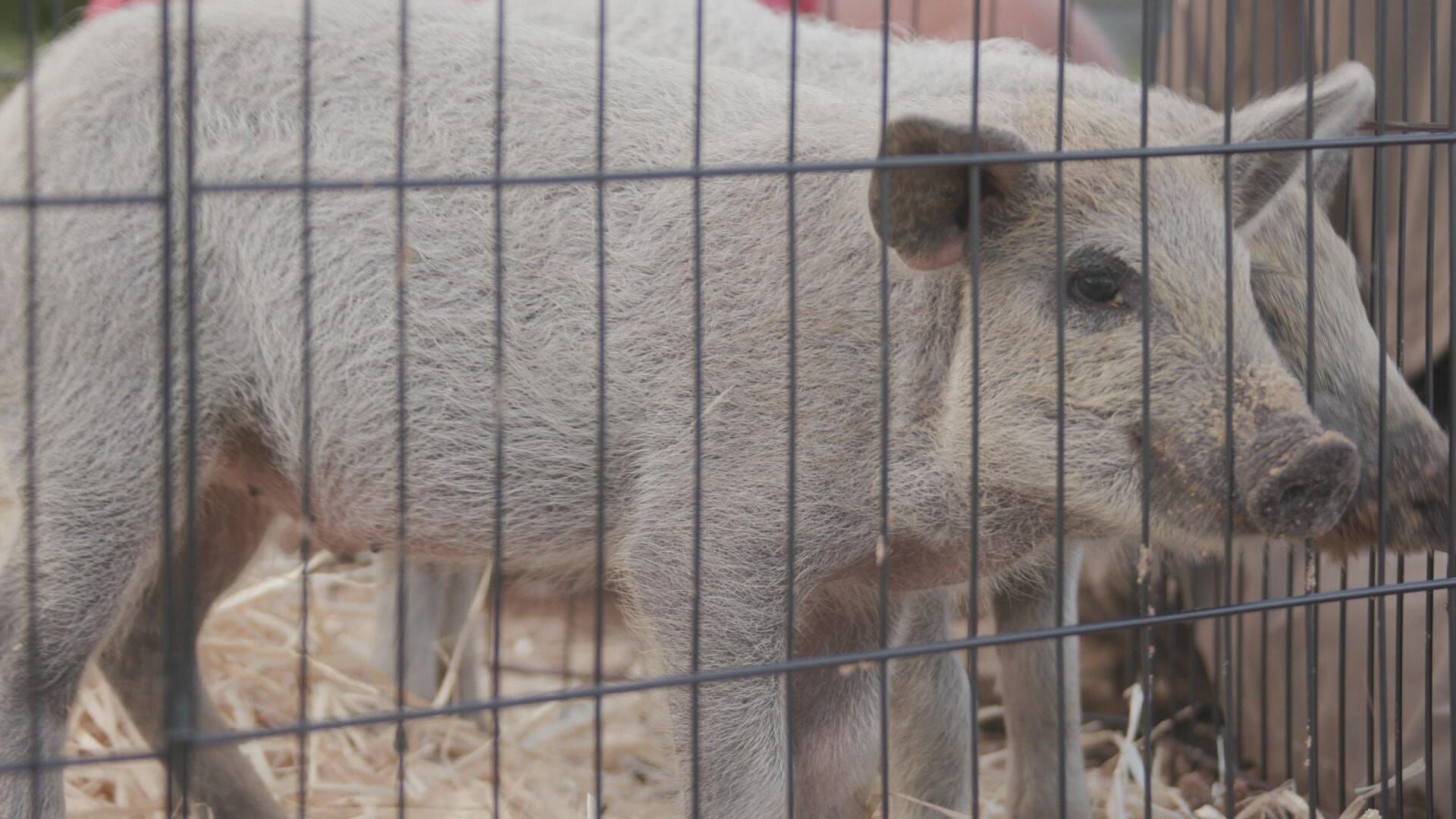 Animal Farm Michigan – Zuflucht für Tiere