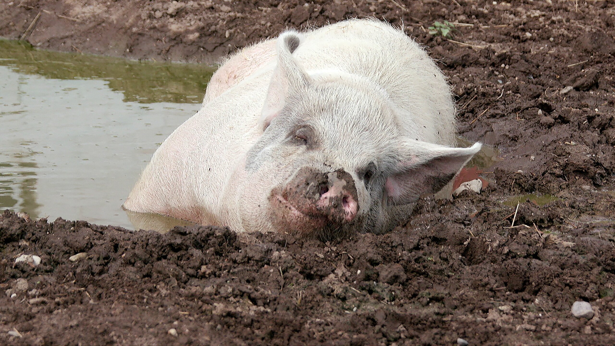 Animal Farm Michigan – Zuflucht für Tiere