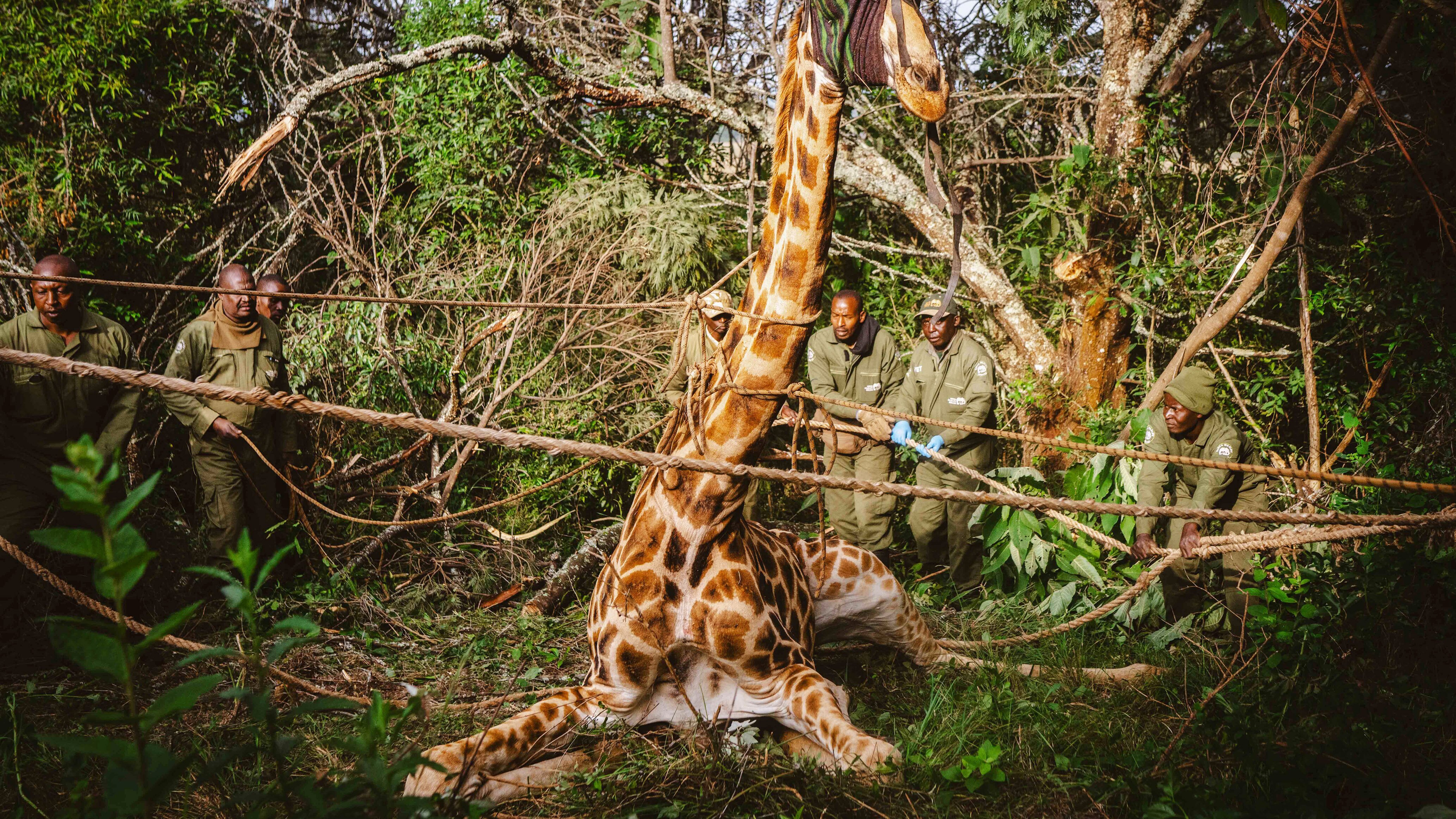 Giraffen auf Achse – Sanfte Riesen als Friedensbotschafter