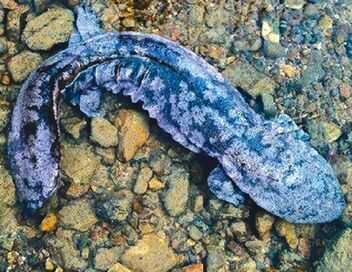 Baishanzu, un sanctuaire pour la biodiversité