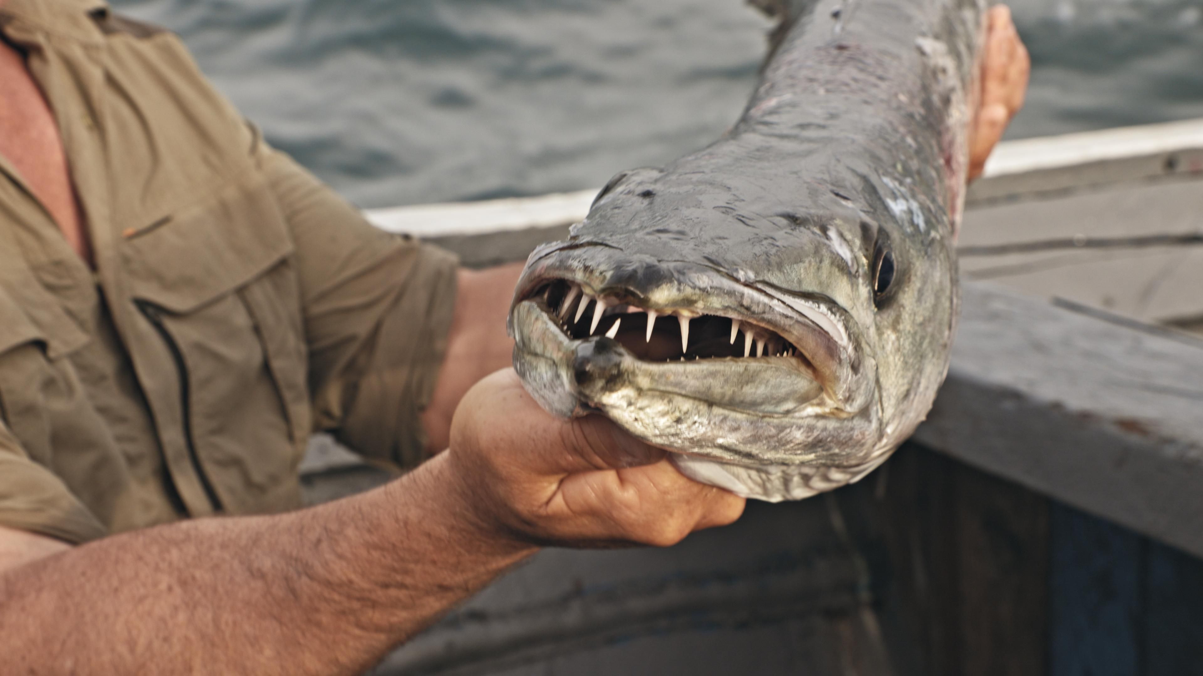 Giganten unter Wasser – Riesenfischen auf der Spur