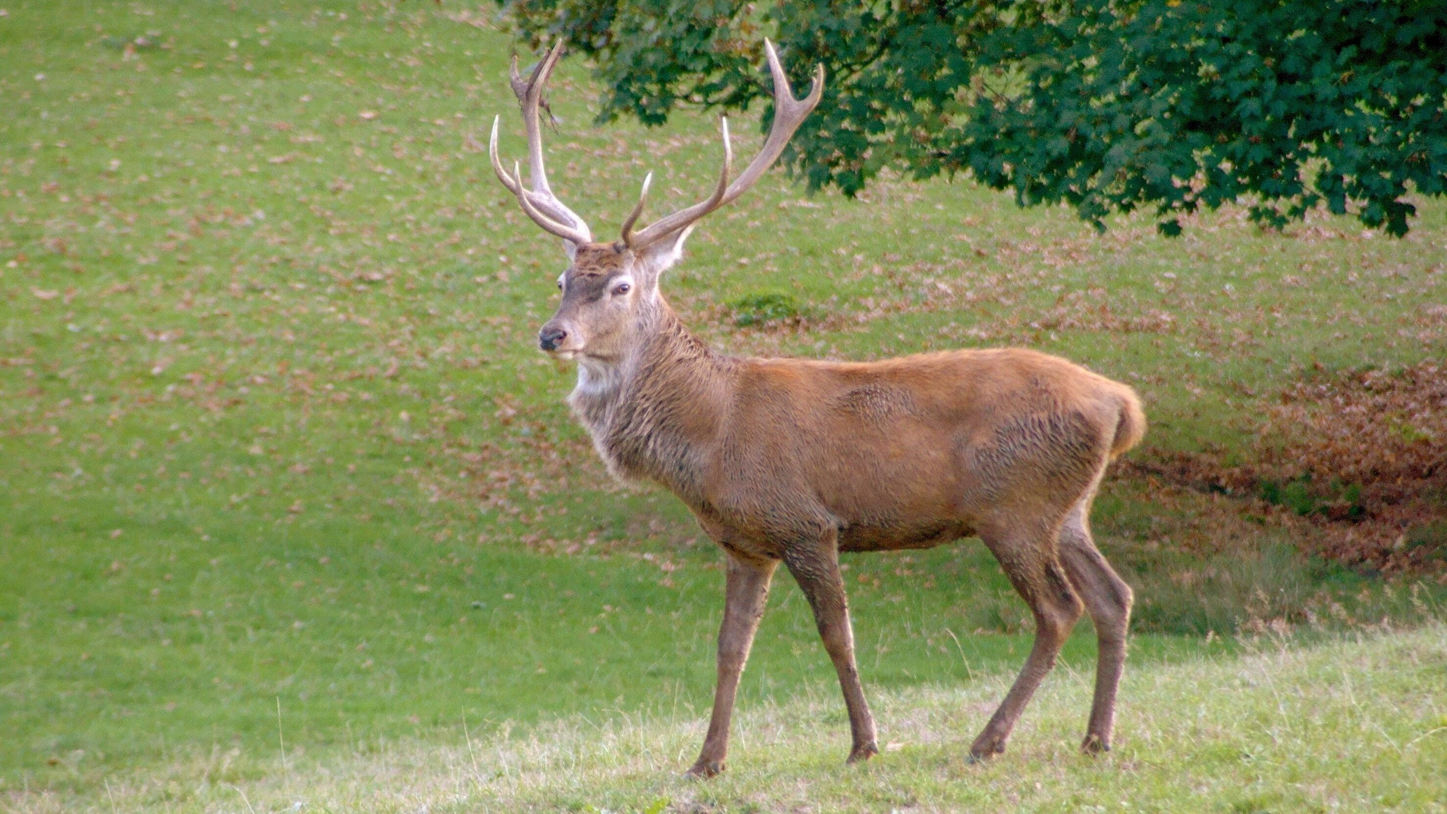 Unser Wild – Reh und Hirsch