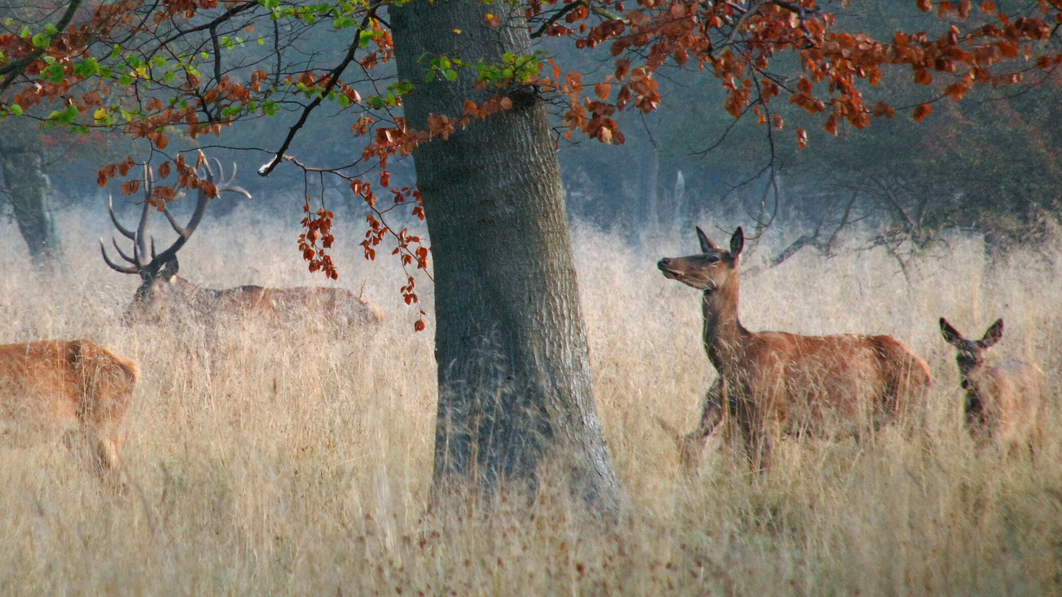 Wildes Skandinavien: Dänemark