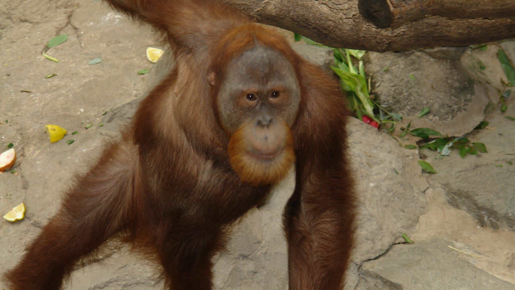 Leopard, Seebär & Co.