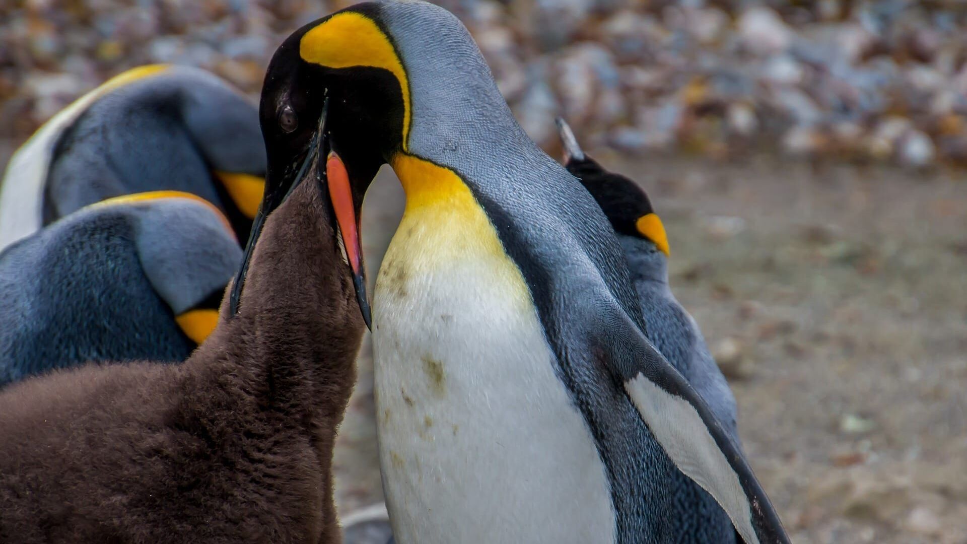 Eisbabys – Eine Kindheit in der Antarktis
