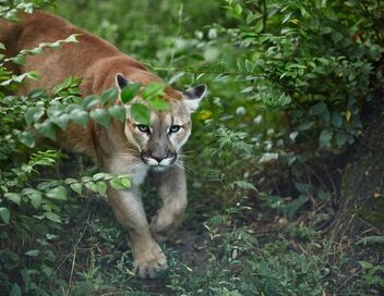 Dynasties animales