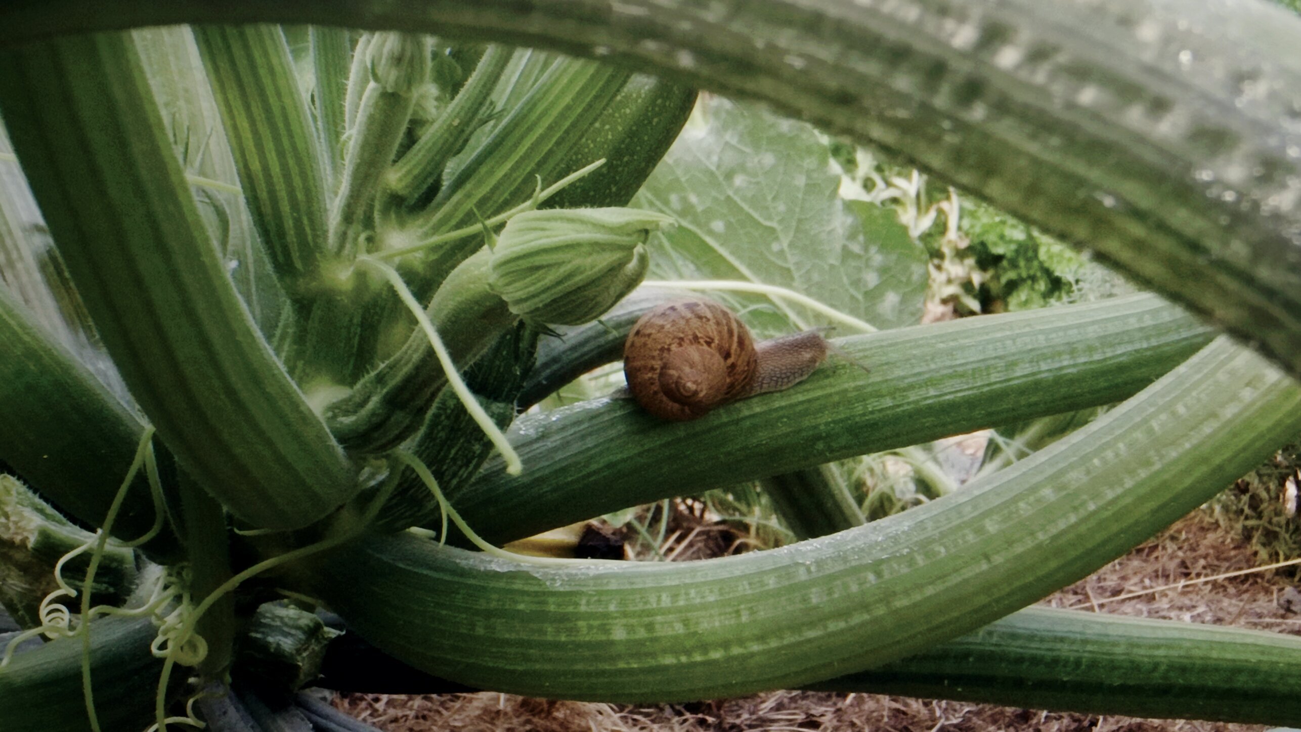 Naturwunder Gemüsegarten