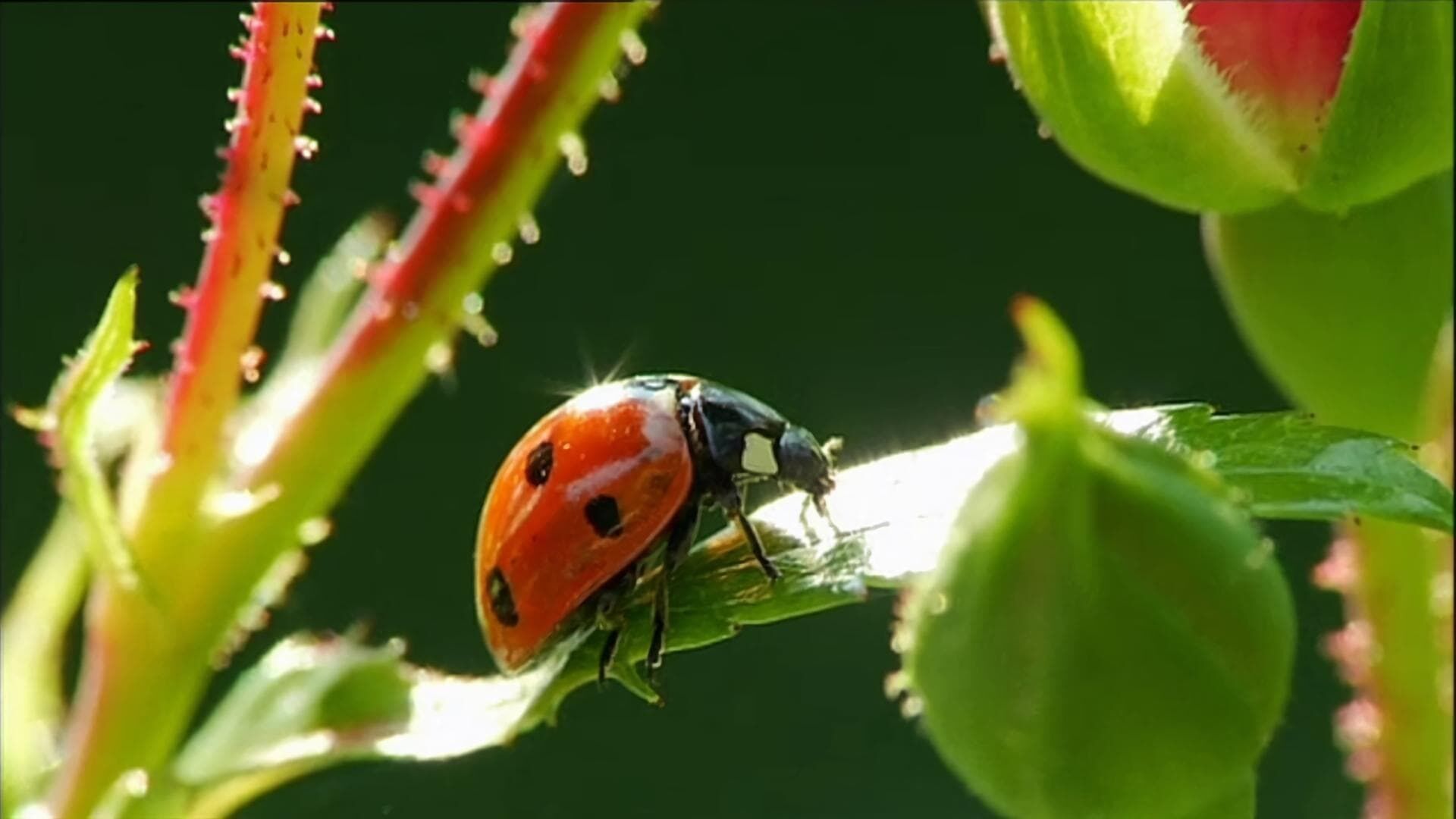 Die Sendung mit dem Elefanten