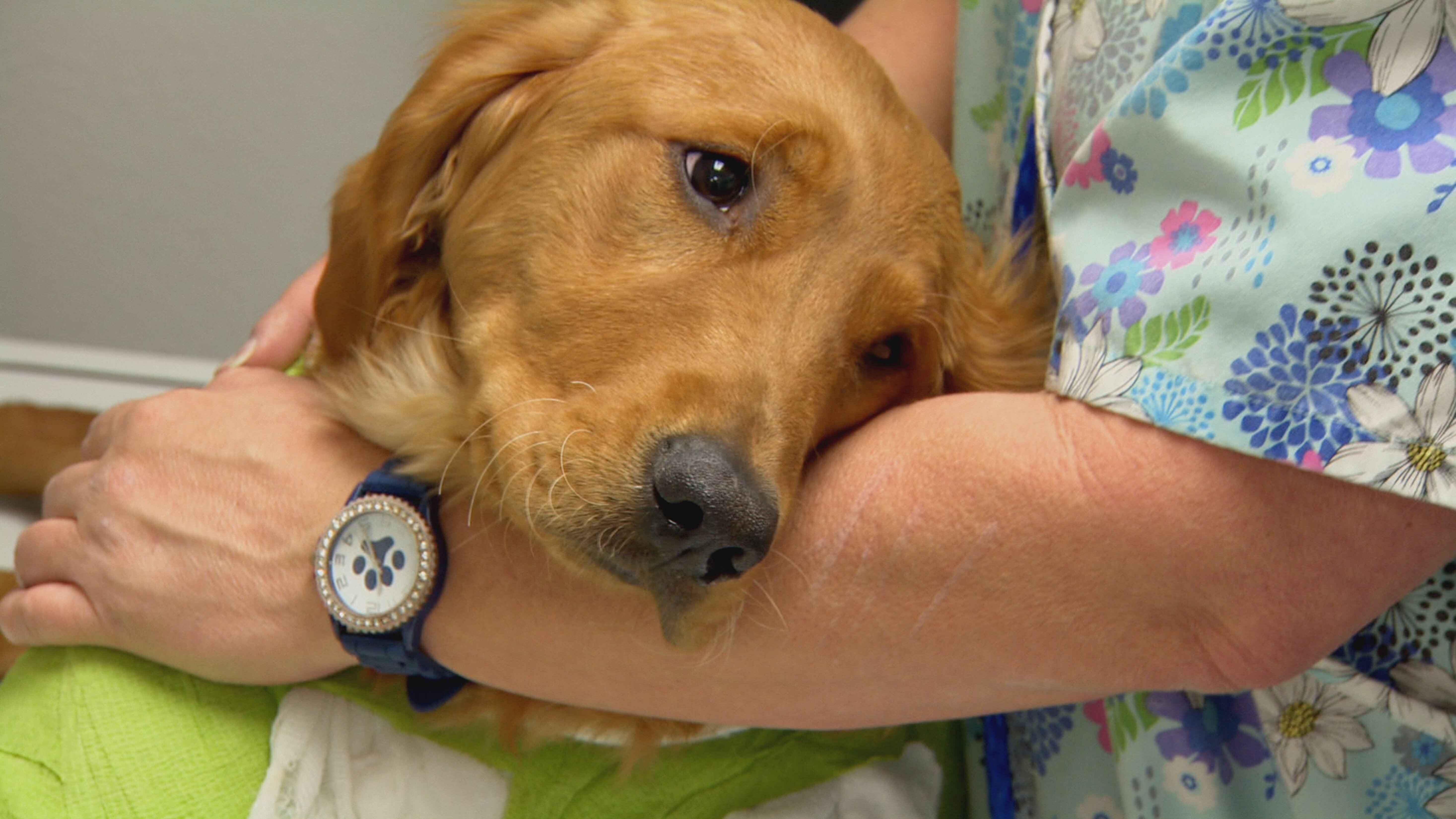 Tierarzt Dr. Jeff – Der Rocky Mountain Doc