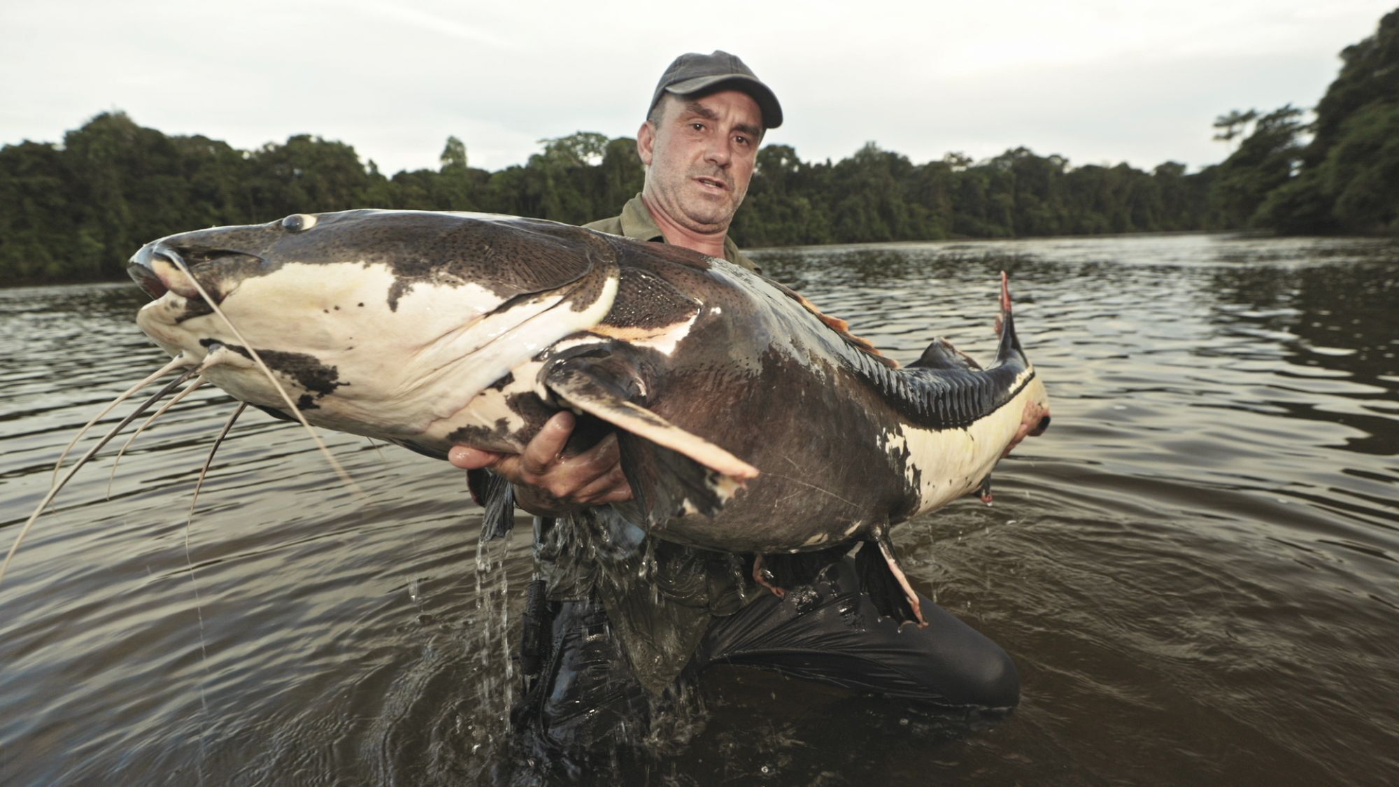 Giganten unter Wasser – Riesenfischen auf der Spur