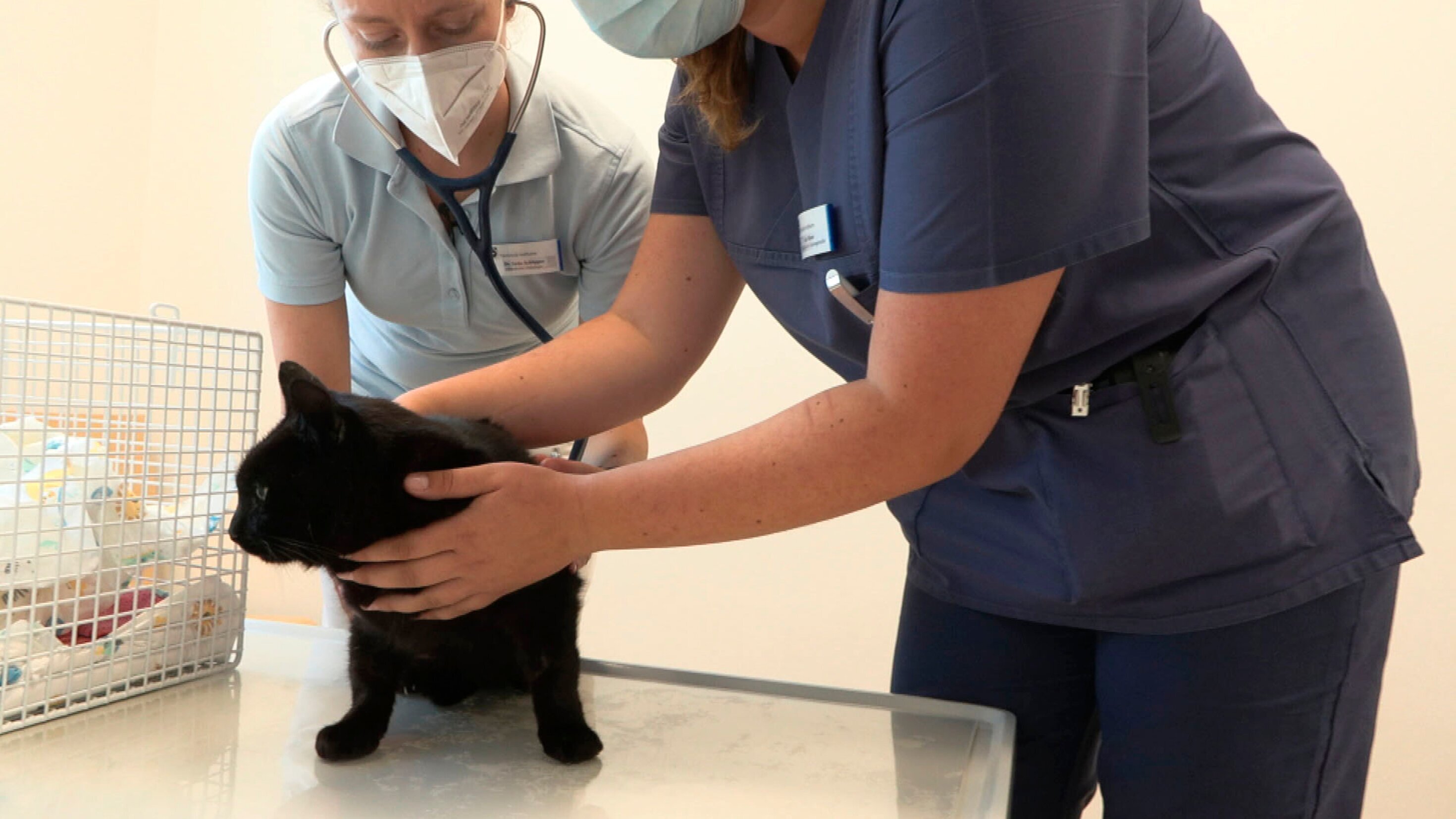 Die Tierklinik – Privatpatienten auf vier Pfoten