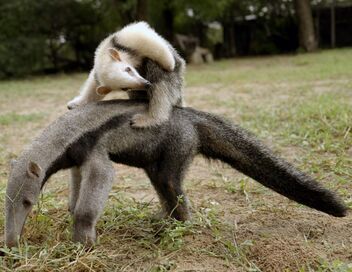 Le Paraguay sauvage