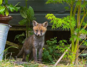 La vie secrète des jardins britanniques