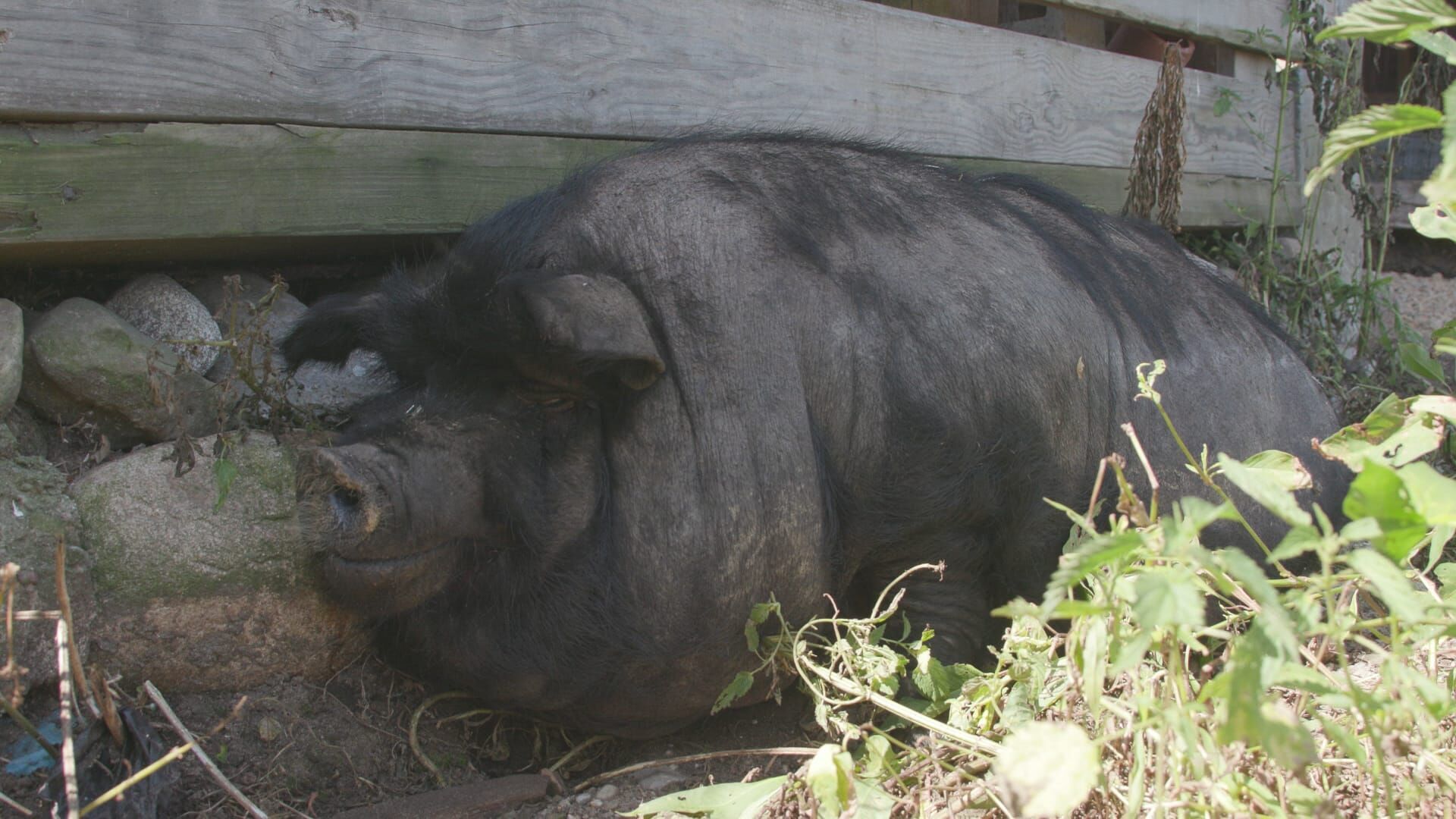 Animal Farm Michigan – Zuflucht für Tiere