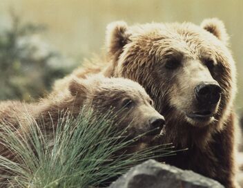 L'ours