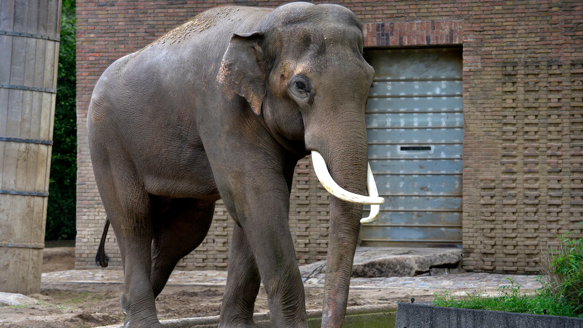 Panda, Gorilla & Co.