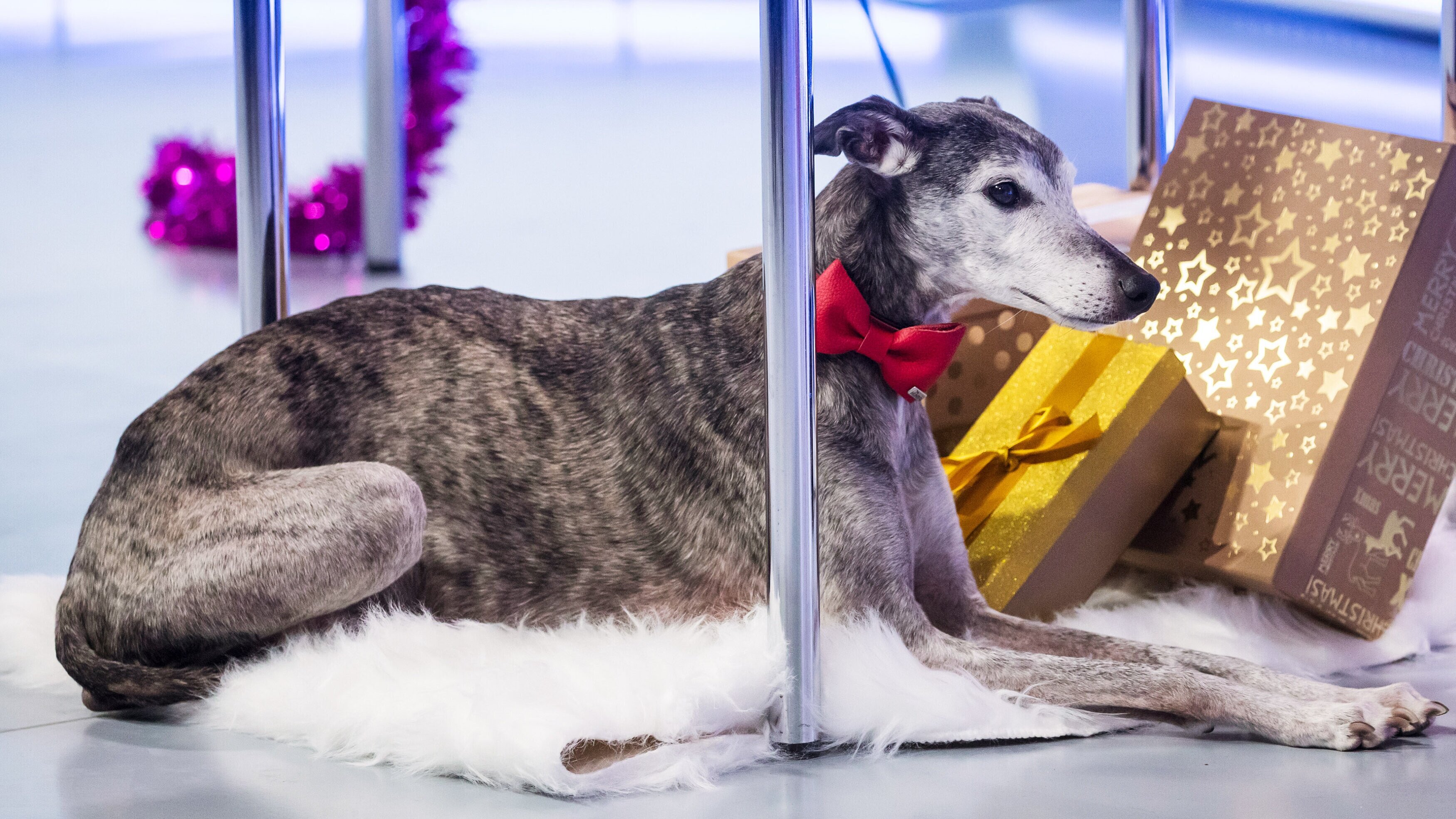 Science Busters – Wer nichts weiß muss alles glauben