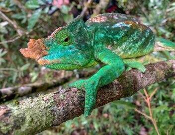 Madagascar, l'île rouge