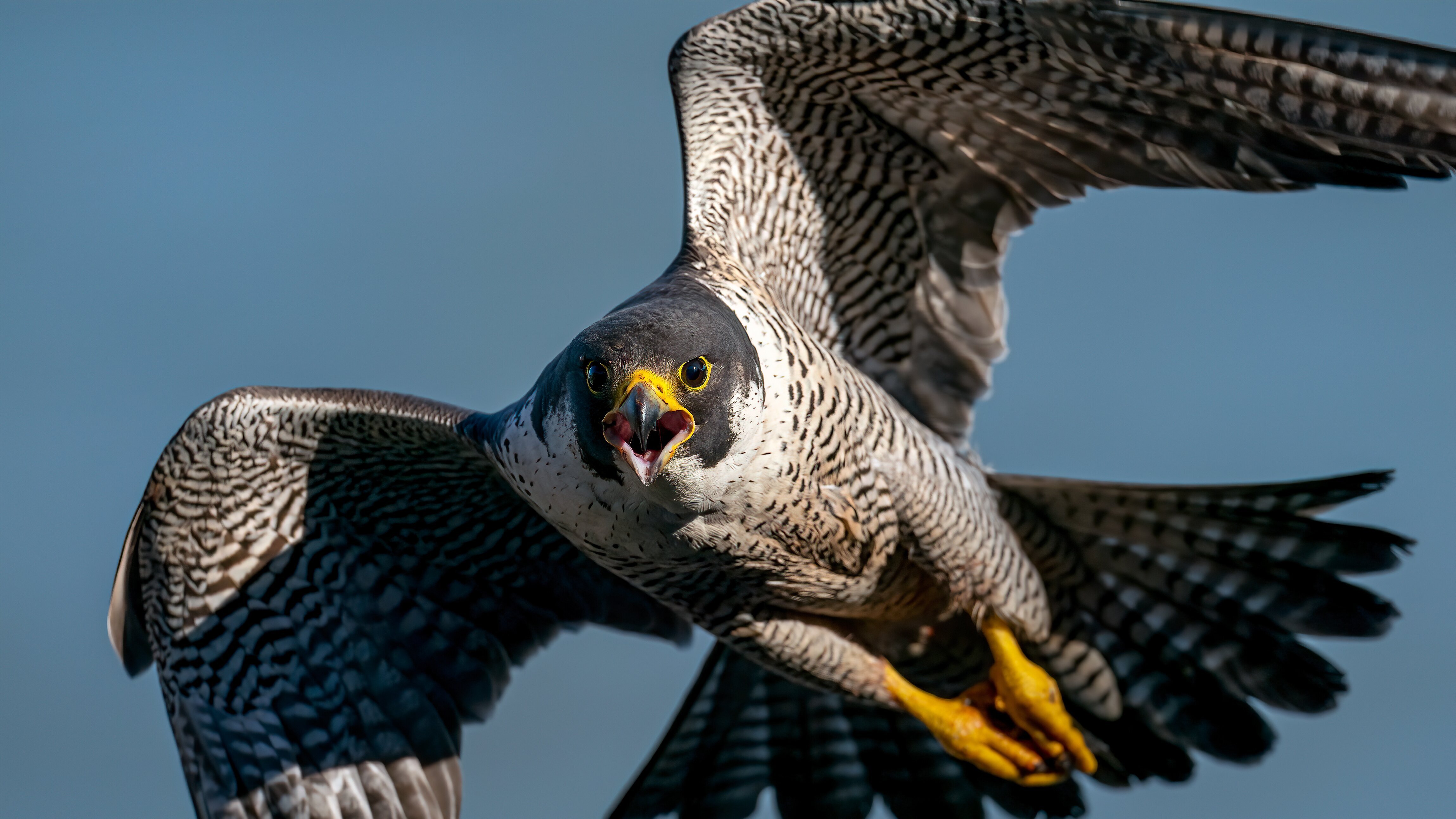 Vögel