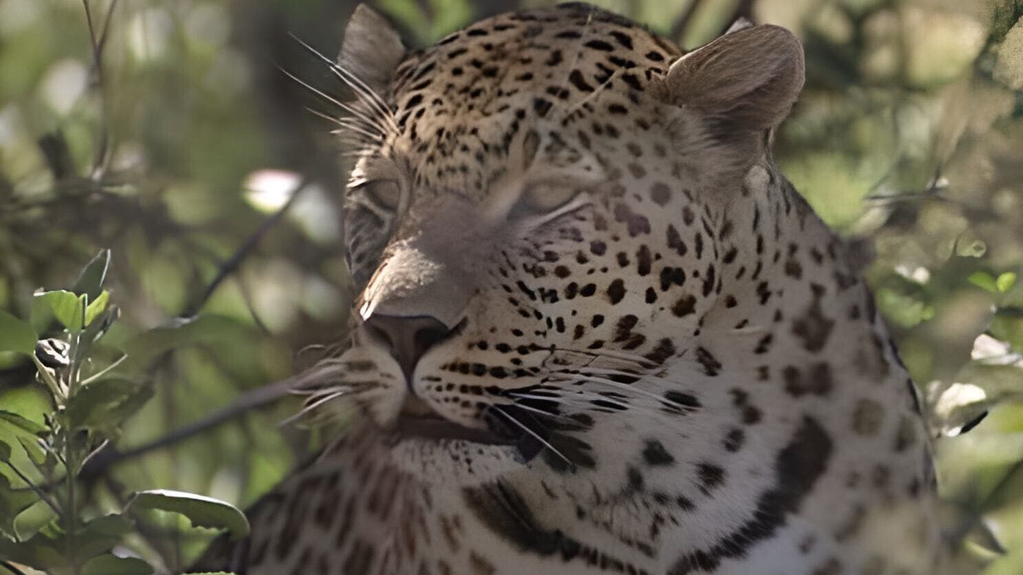 Das Waisenhaus für wilde Tiere – Abenteuer Afrika