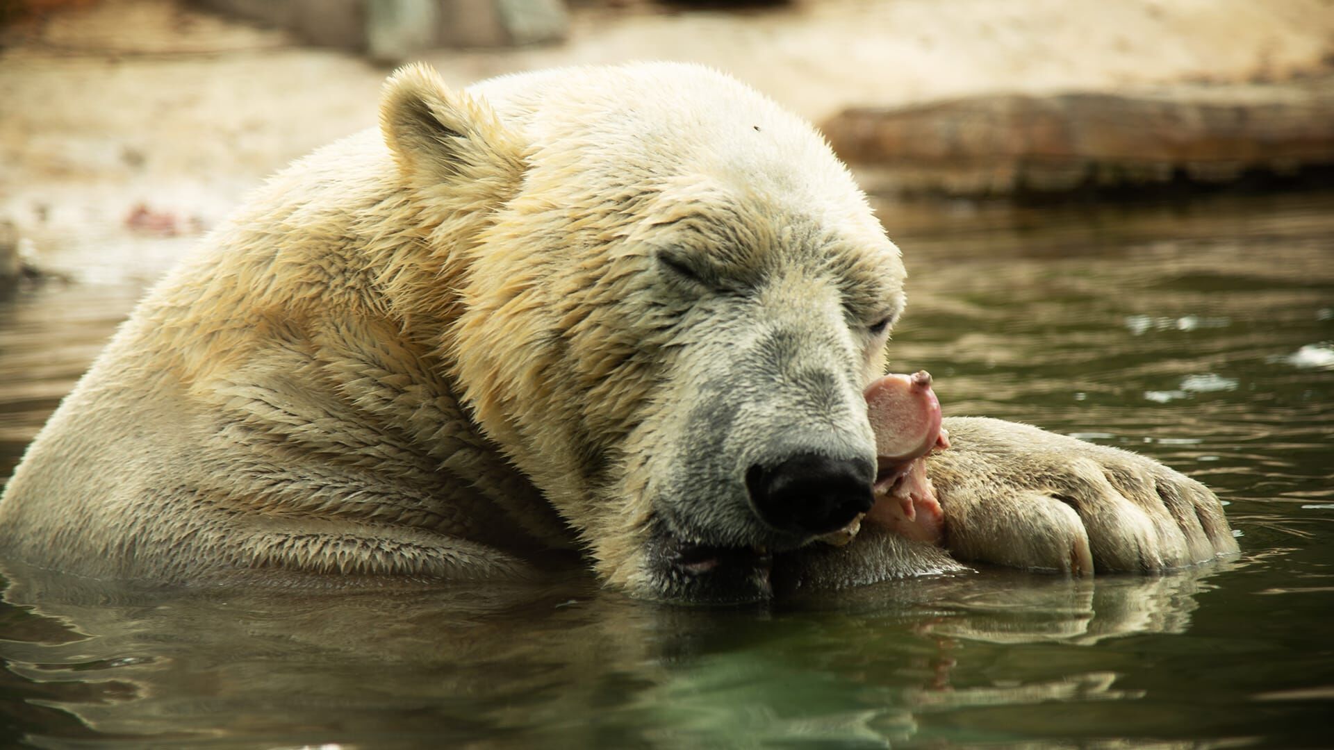 San Diego Zoo