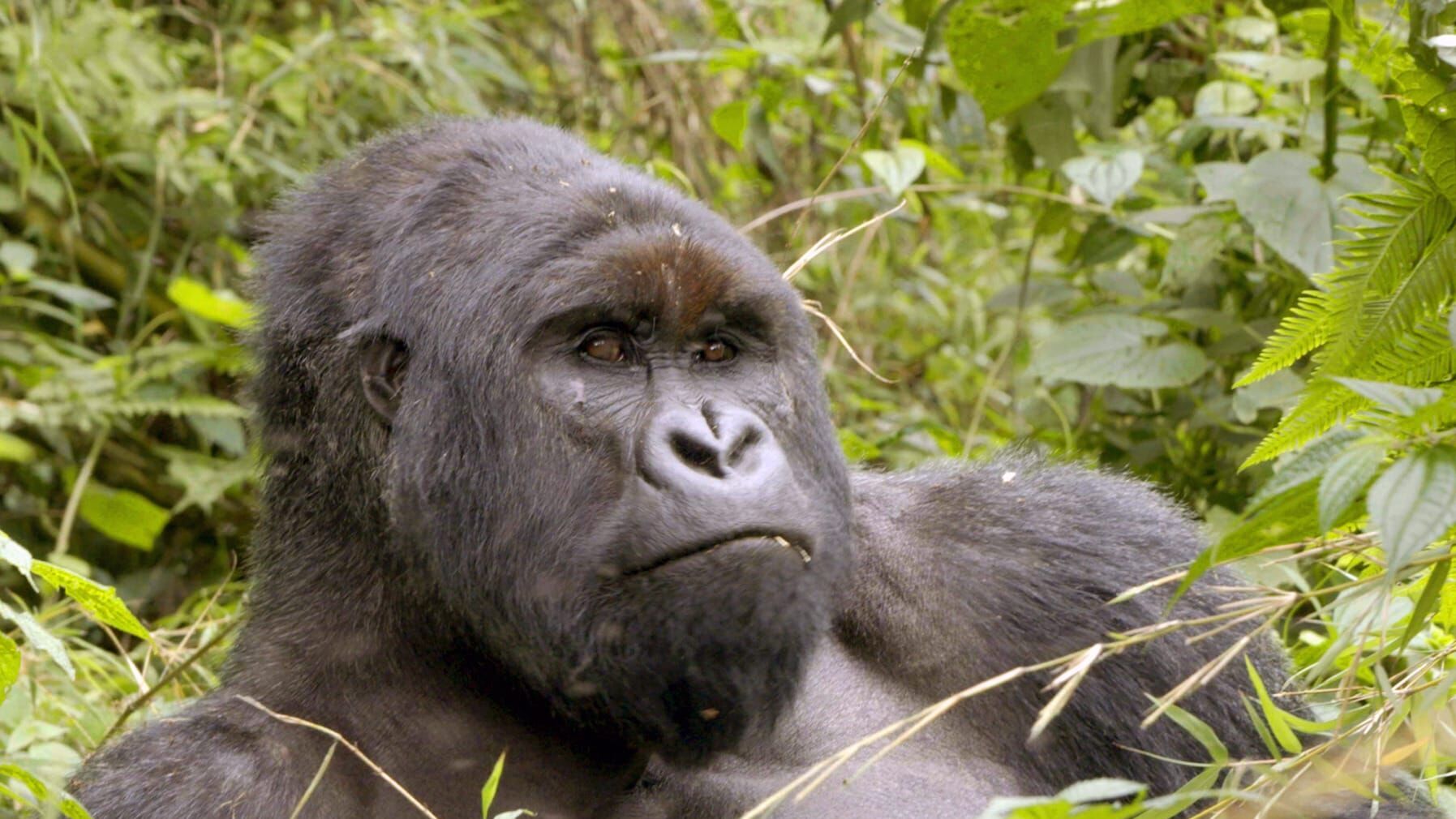 Virunga: Der Kampf für die Berggorillas