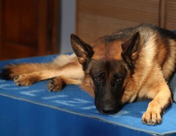 Rex