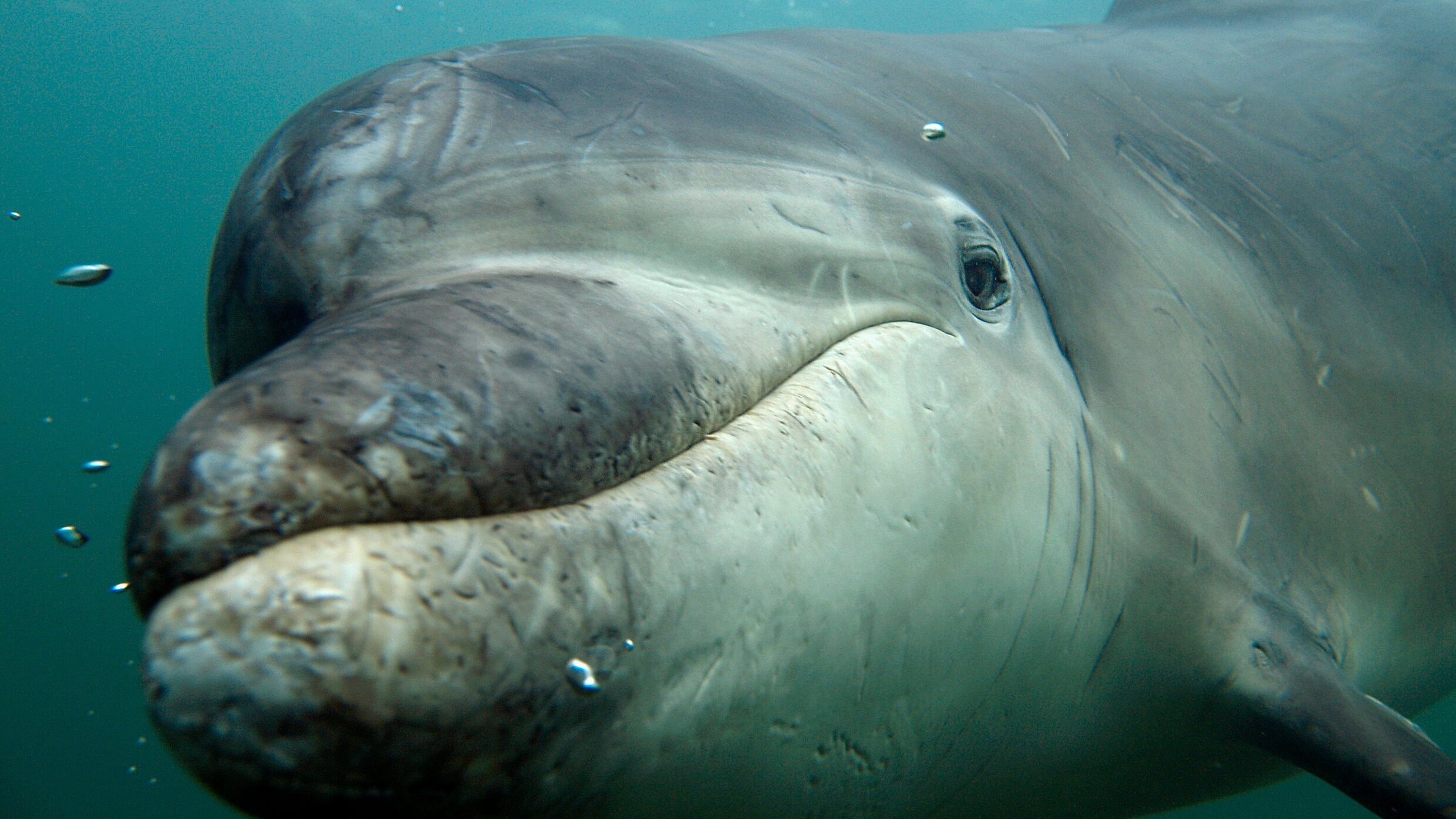 Welt der Tiere