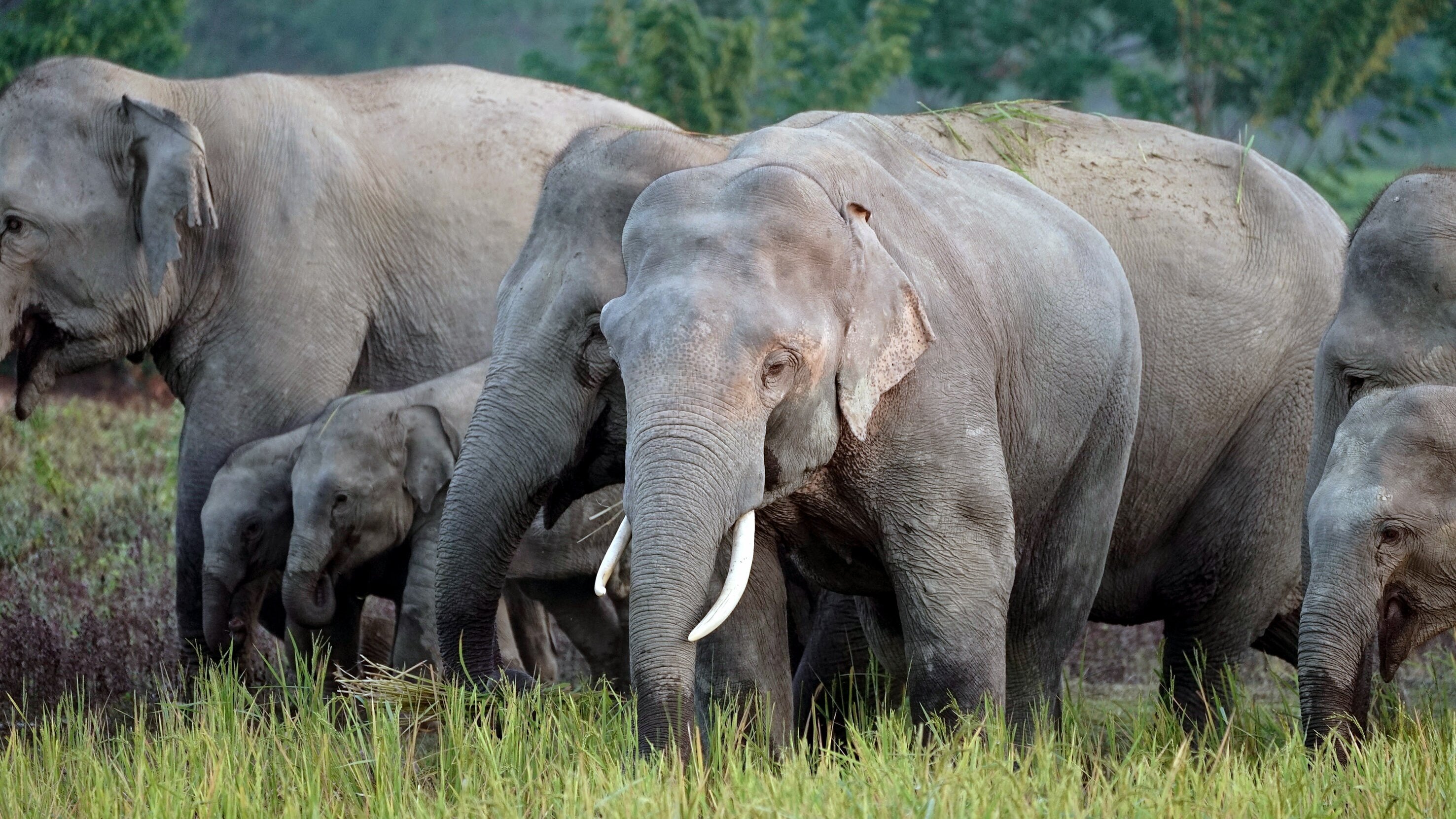 Hati Bondhu, die Elefantenschützer von Assam