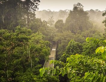 Les trésors naturels de Bornéo