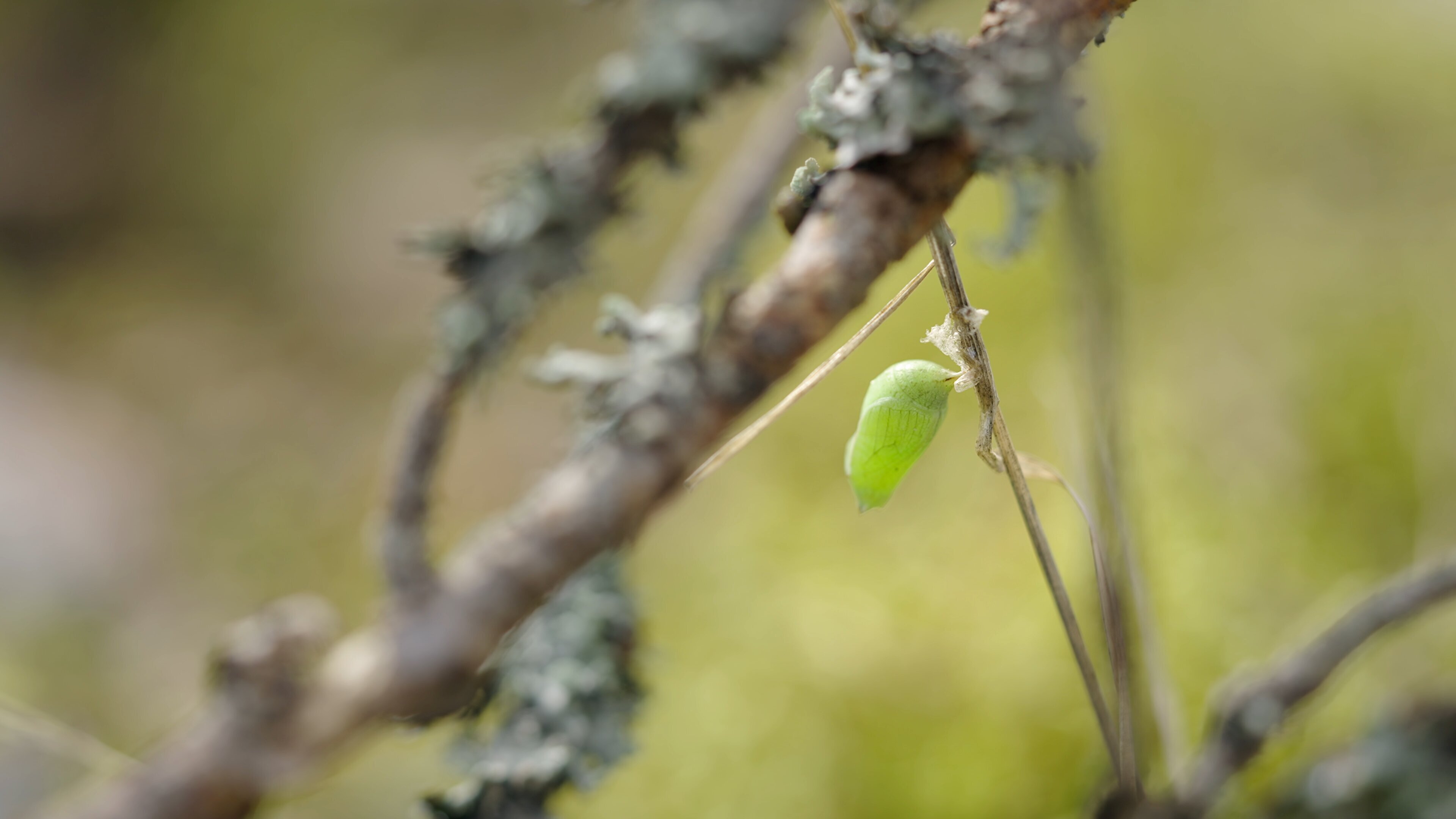 Schmetterlinge!!! Superhelden der Natur