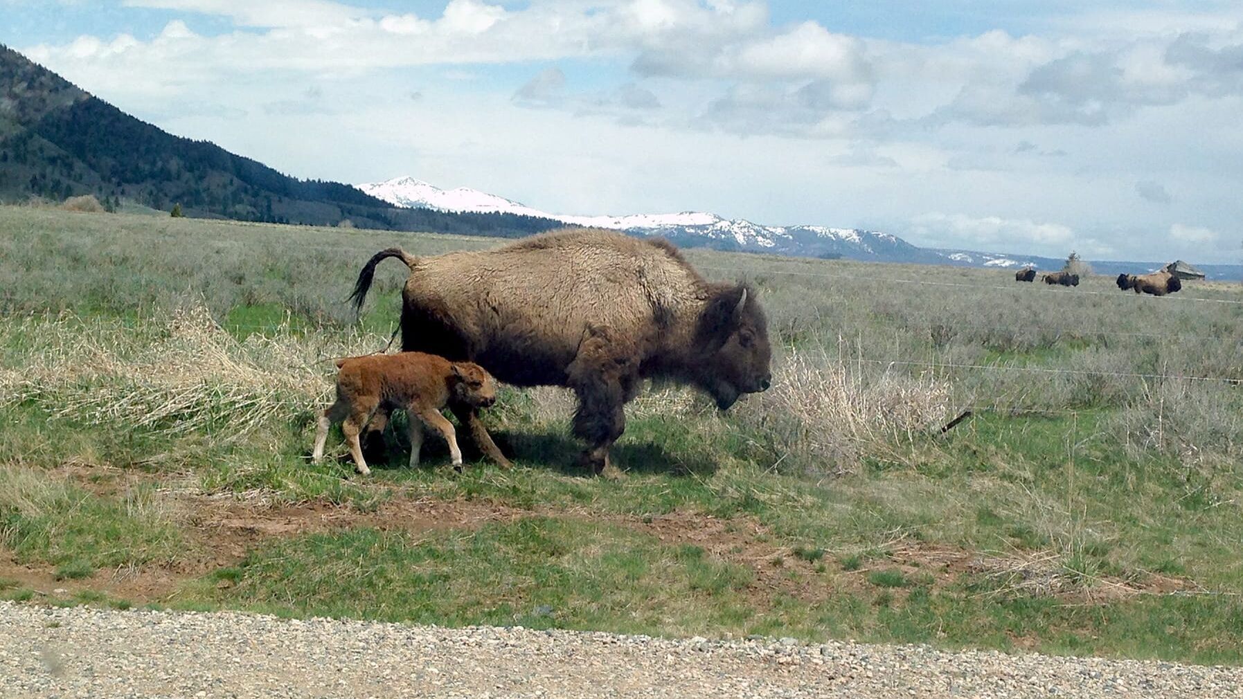 Bisons, die sanften Riesen von Montana