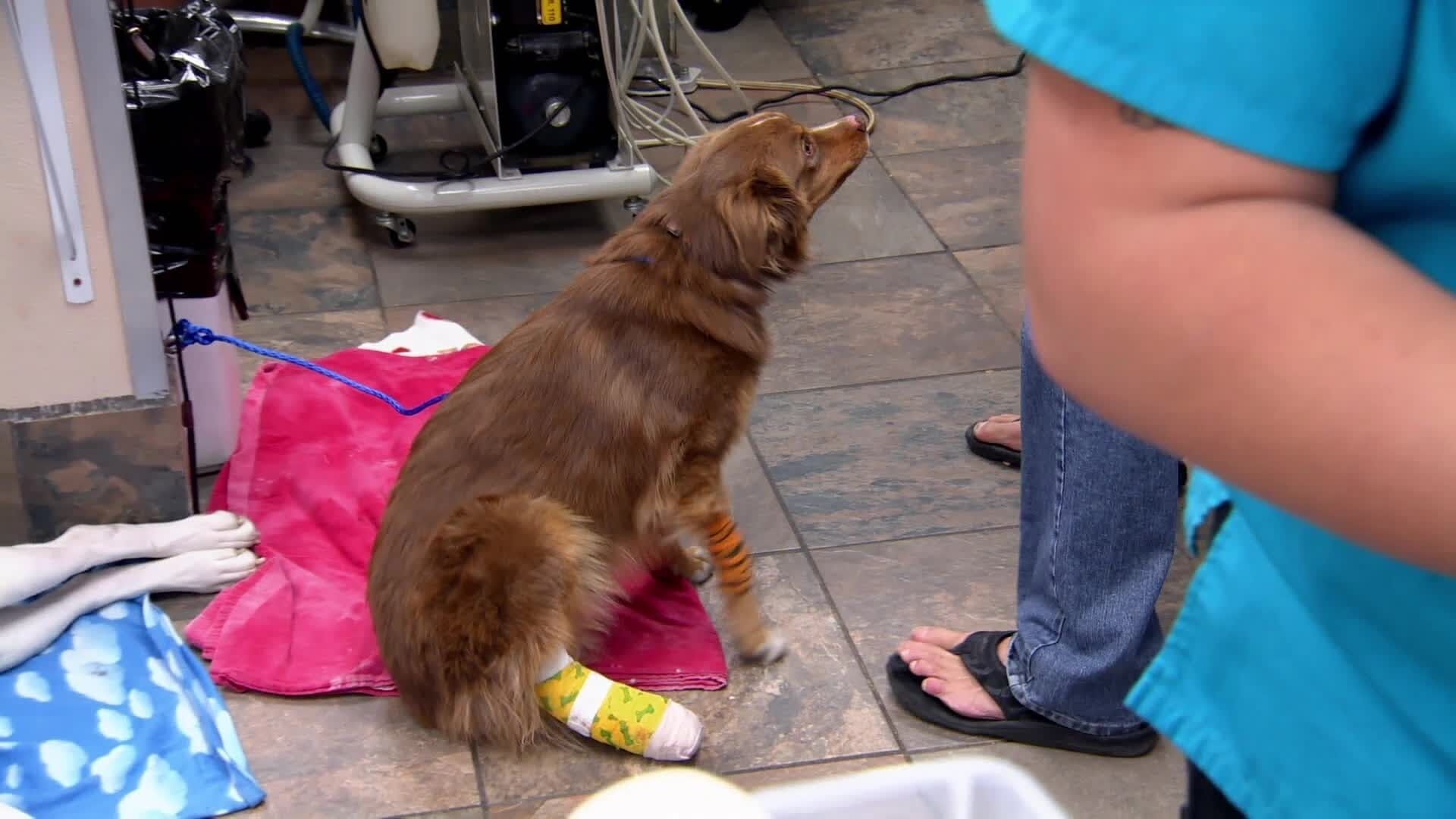 Tierarzt Dr. Jeff – Der Rocky Mountain Doc