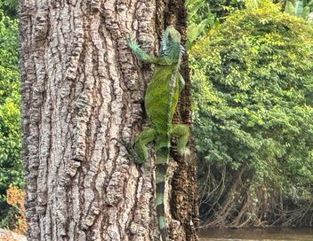 Le Suriname