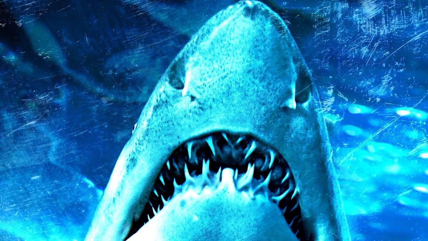 Dam Sharks