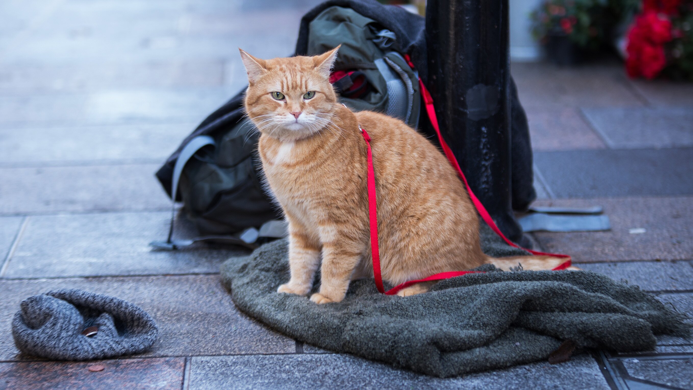 Ein Geschenk von Bob