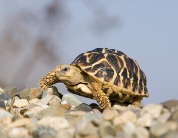 Le trafic des tortues