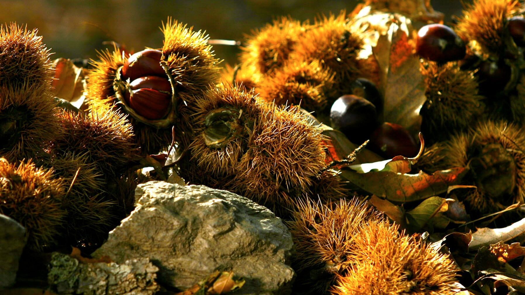 Kastanien, das Brot der Korsen