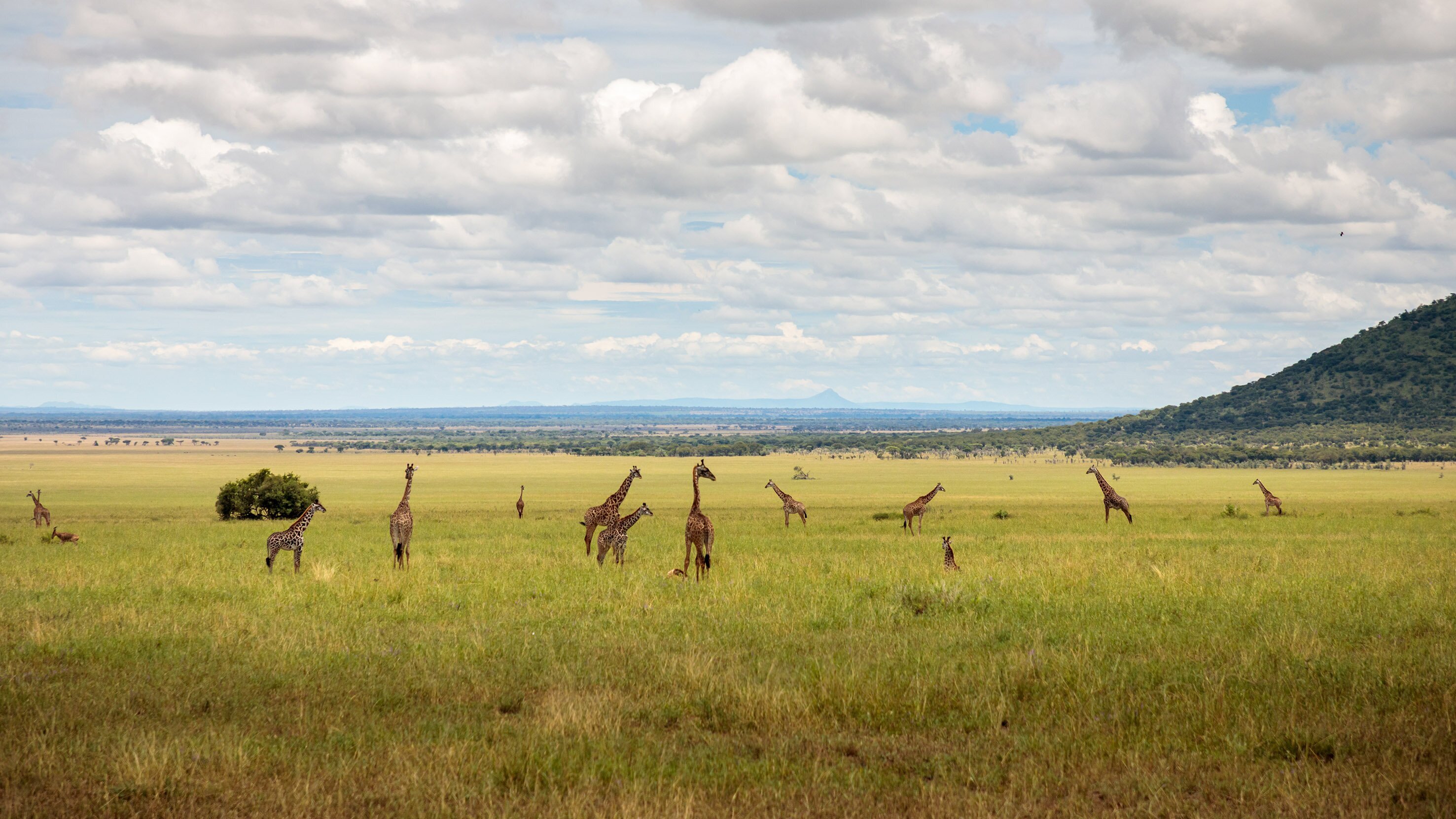 Grzimek und der Kampf um die Serengeti