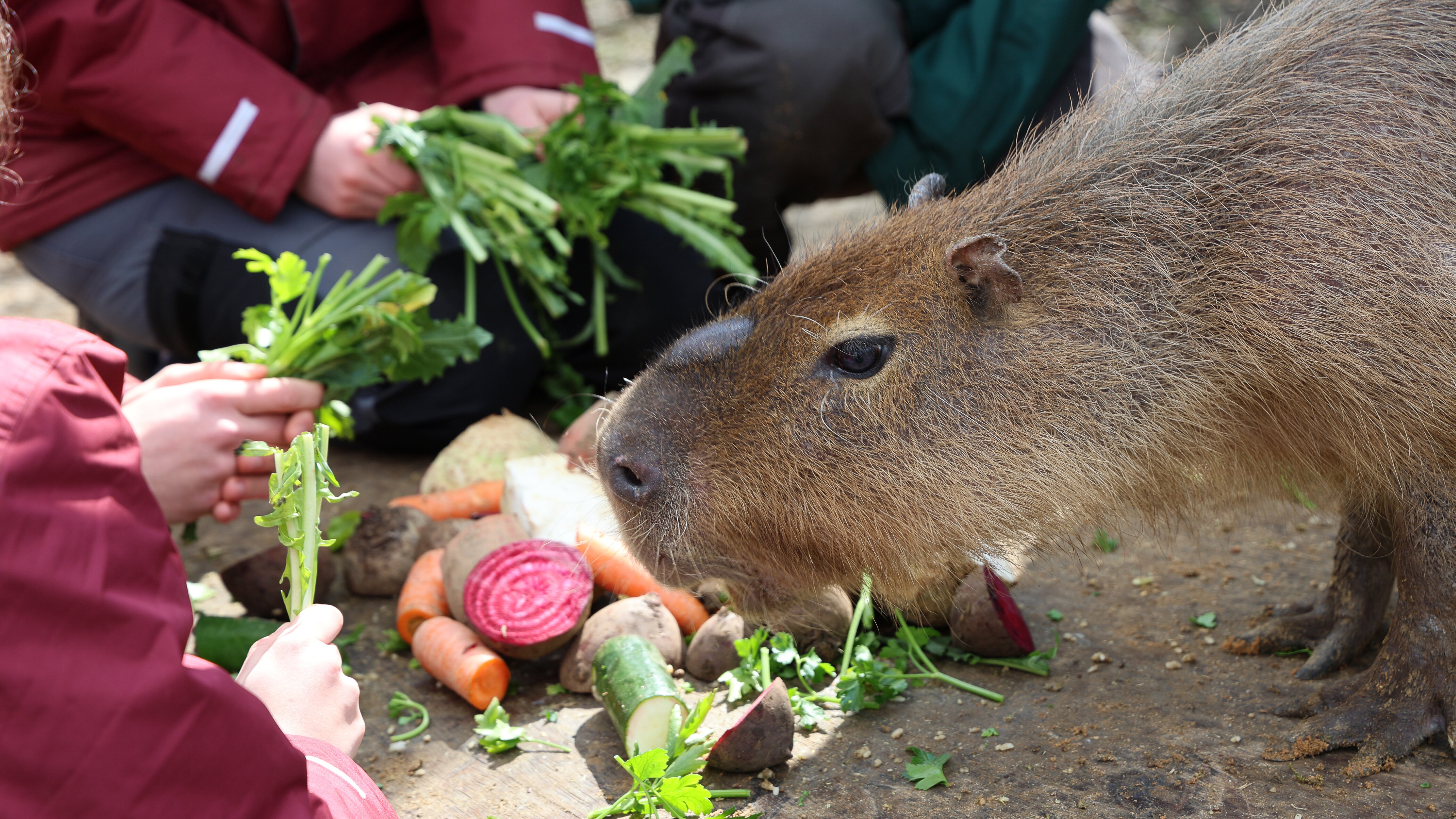 Elefant, Tiger & Kids: Zoo-Praktikum Backstage