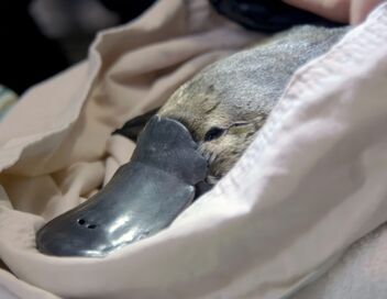 Australie, l'énigmatique ornithorynque