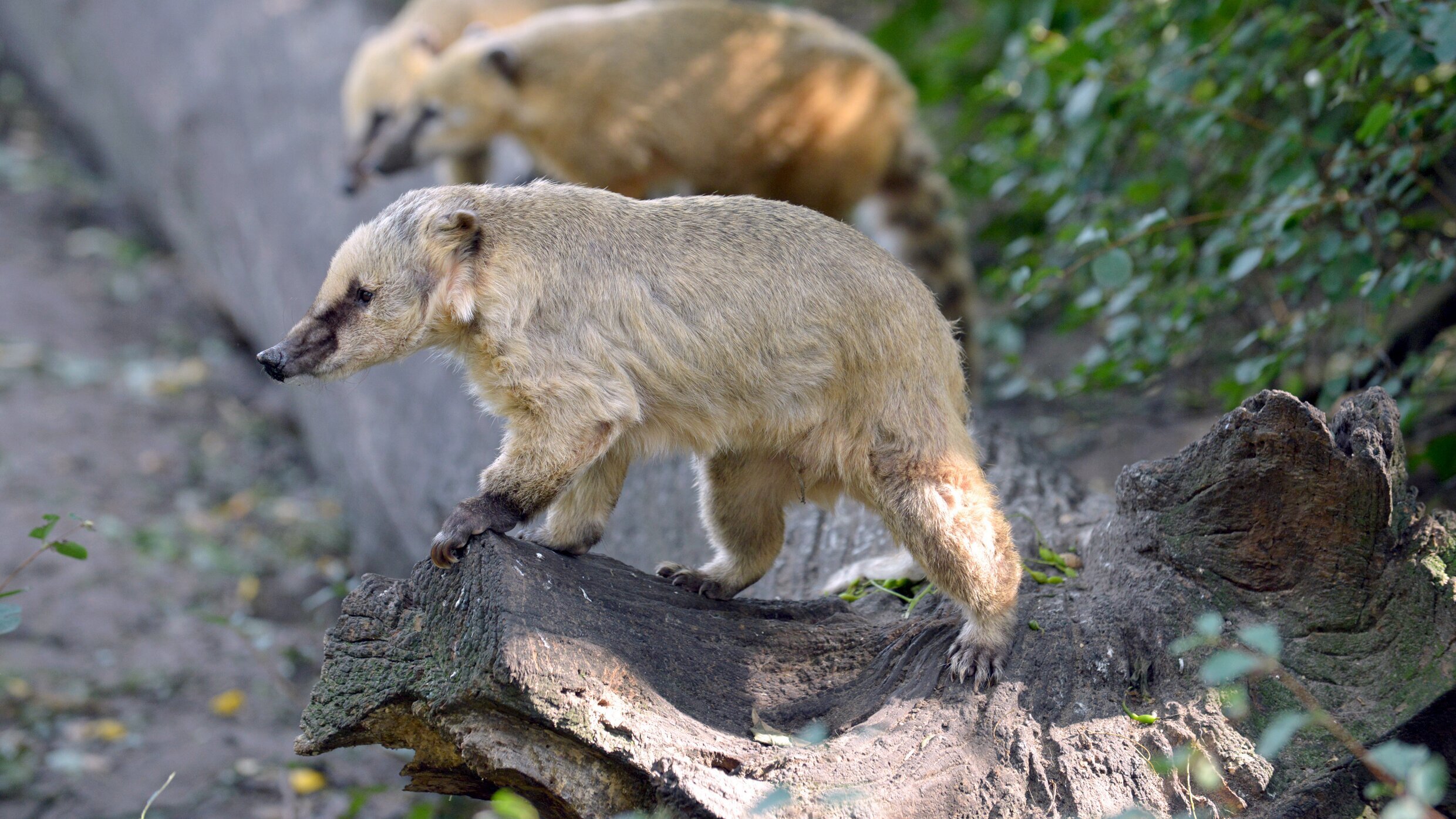 Zoobabies