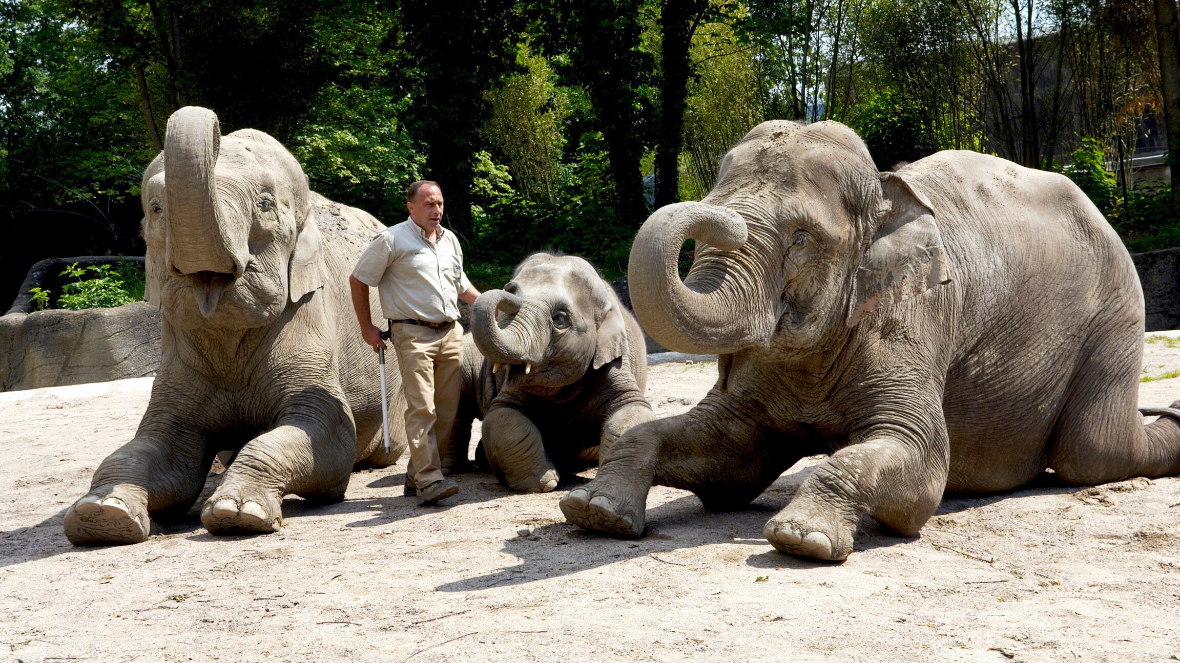 Leopard, Seebär & Co.