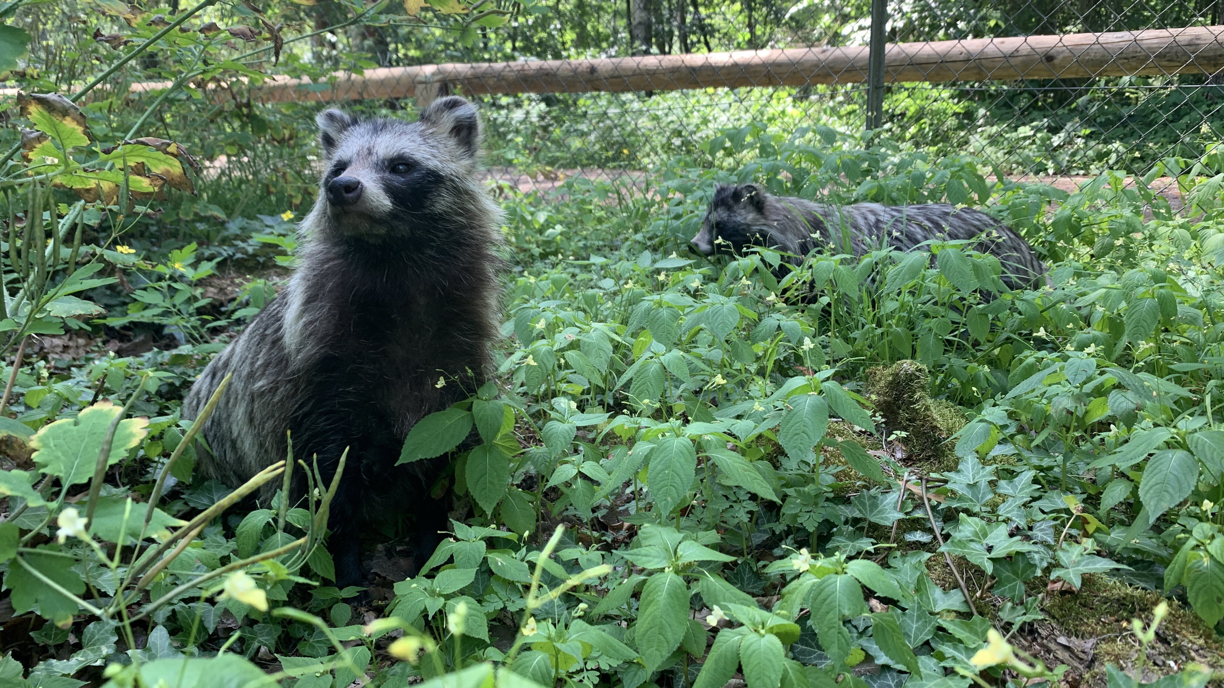 Anna und die wilden Tiere