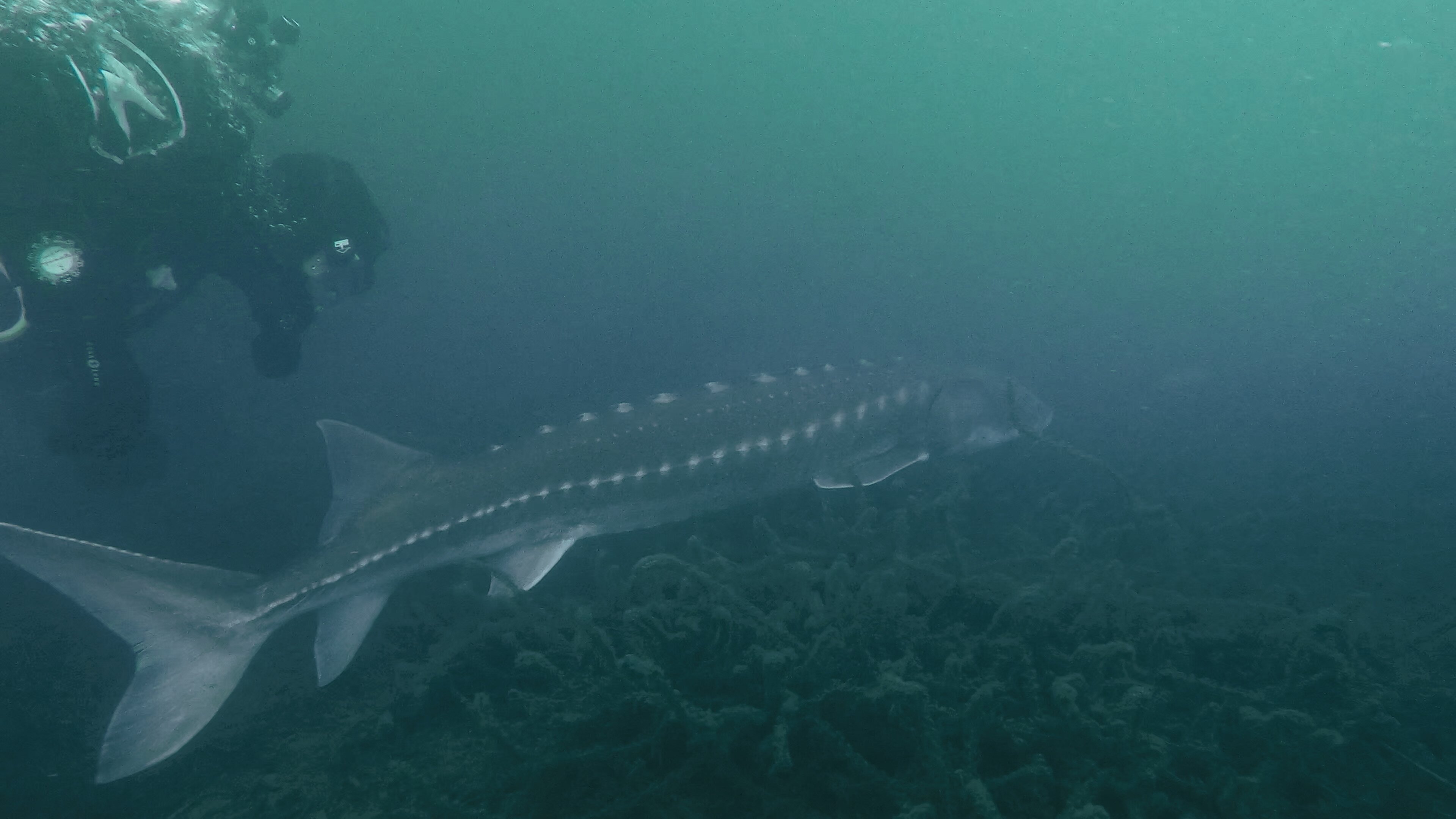 Giganten unter Wasser – Riesenfischen auf der Spur