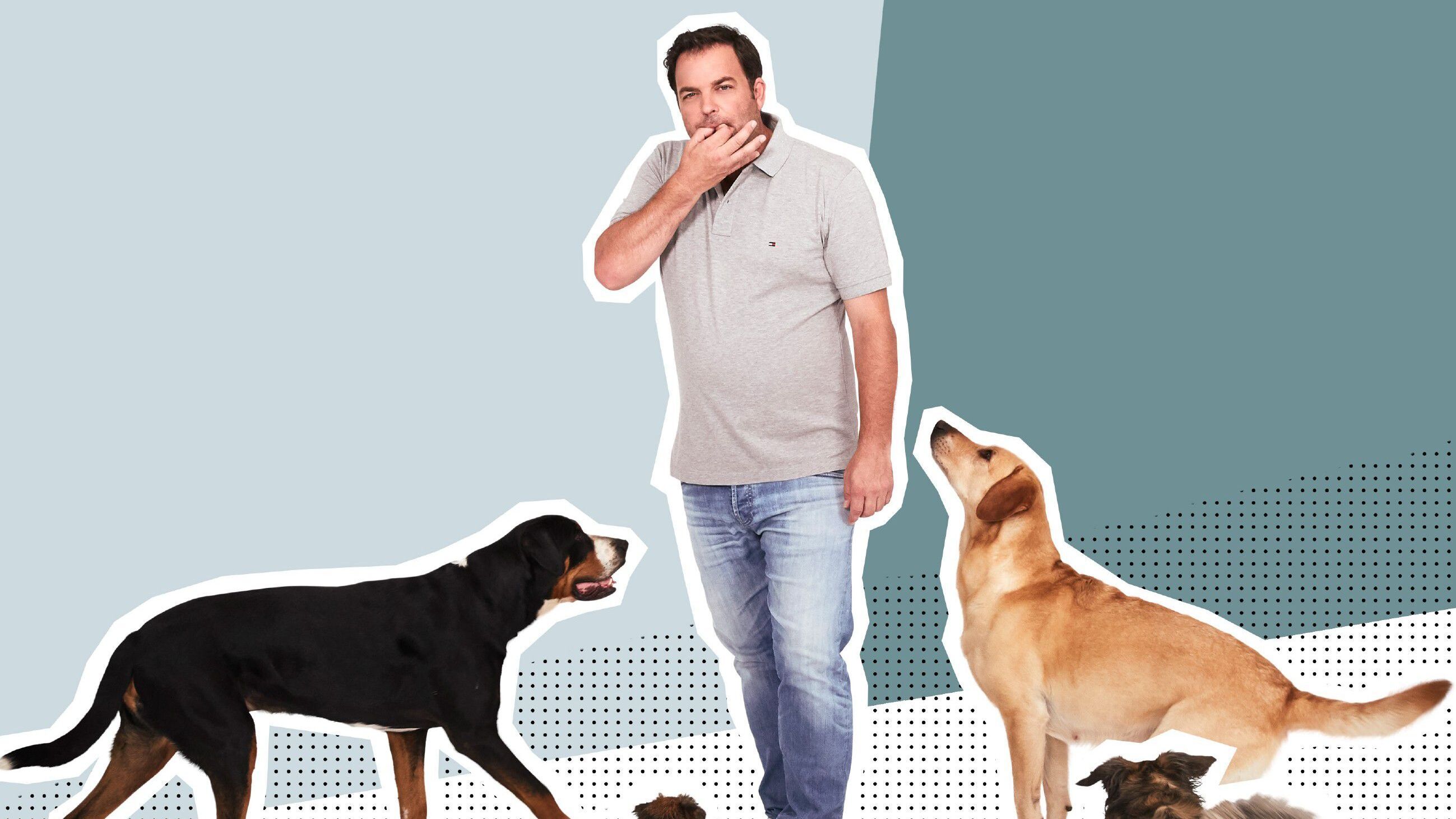 Der Hundeprofi – Rütters Team
